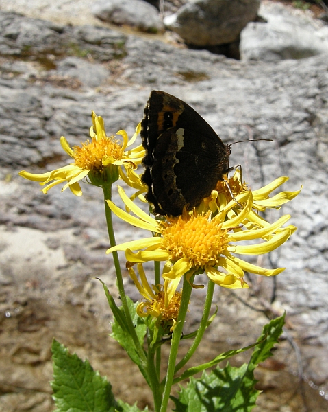 Erebia ligea